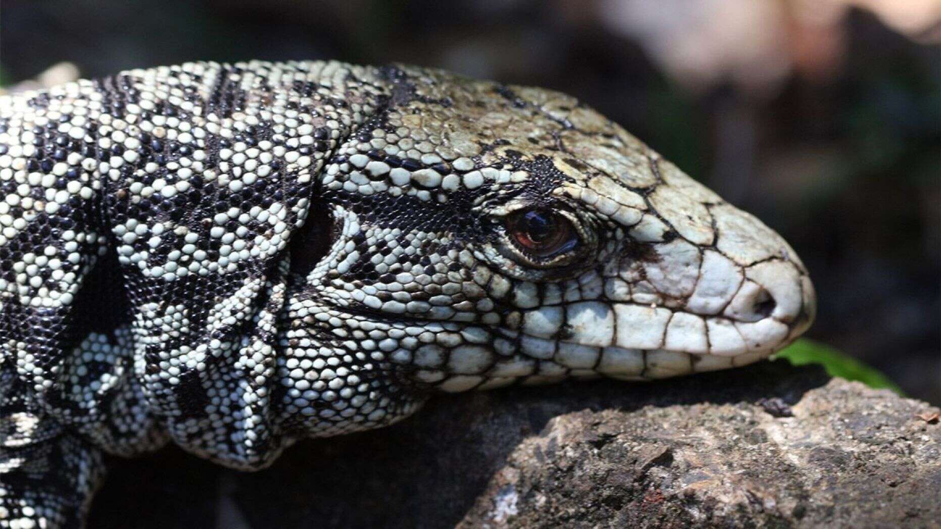 black-white-tegu-istock.jpg