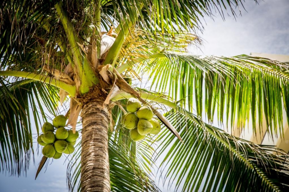 indonesian-school-accepting-tuition-payments-in-coconuts.jpg