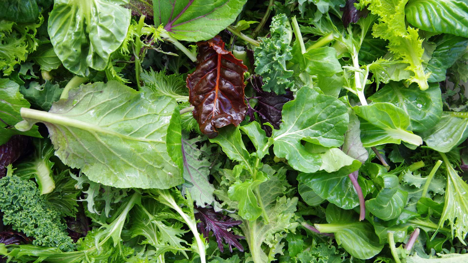 yummy_blog_leafy_greens_header-1.jpg